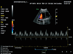 Cat Cardiac PW